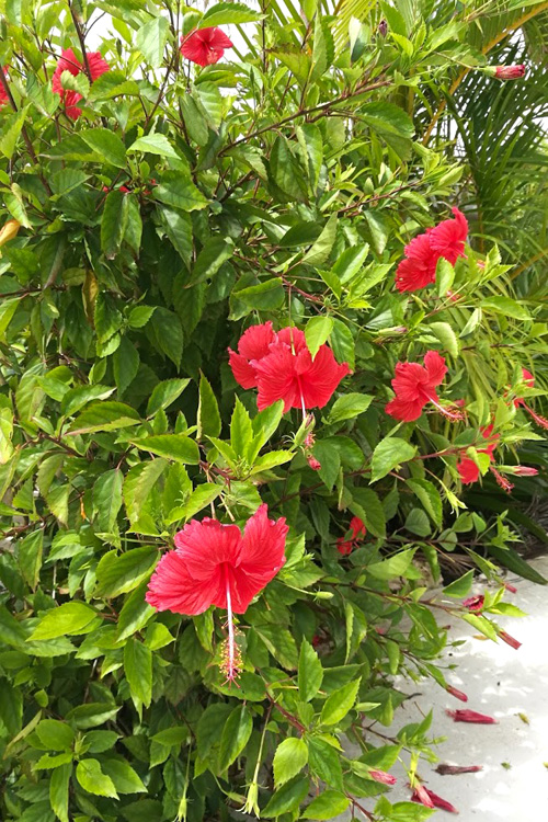 hibiskas.jpg