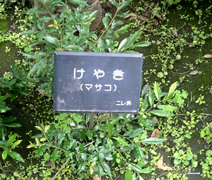 masako01.JPG